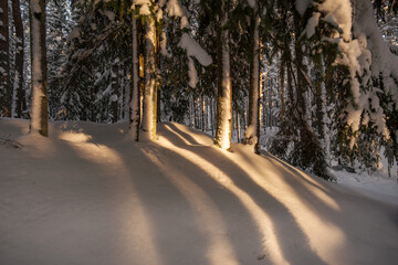mystical winter forest with snow and sun rays