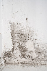 white wall with black mold. dangerous fungus for human health