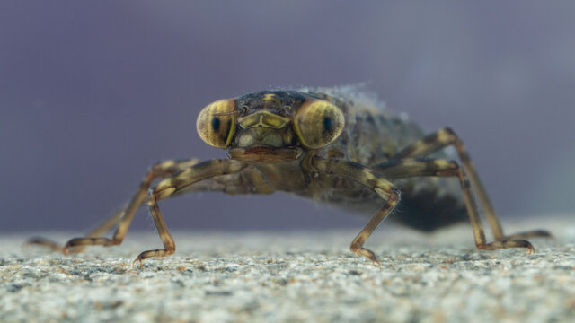 Dragonfly aeshna larva in fresh water