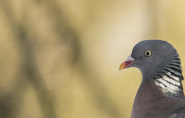 Ringeltaube / Waldtaube (Columba palumbus) Portrait 