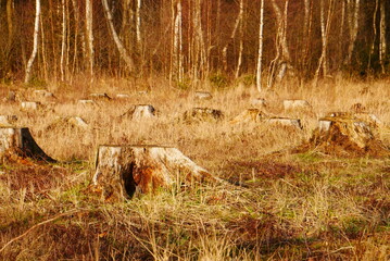 Field full of sawn off tree stumps at sunset