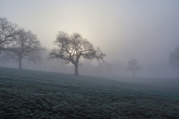 Obraz na płótnie Canvas Foggy landscape with morning sun through winter trees