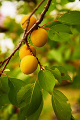 Apricots ripening on a branch with leaves in the garden
