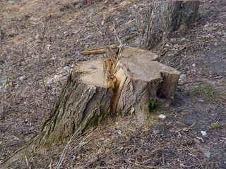 stump after high,old tree as devasting flora