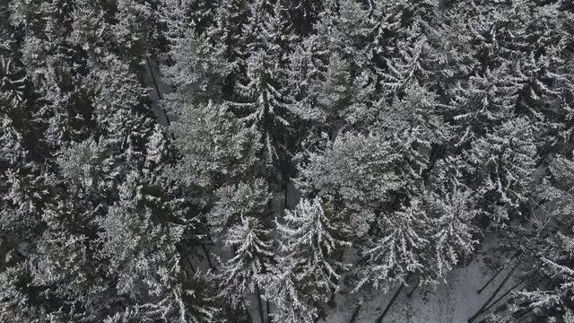 Heavy snowfall over of the forest, snowfall, bad winter weather, aerial fly-over and smooth stop with the camera tilted from a high angle to top down view. 4K footage