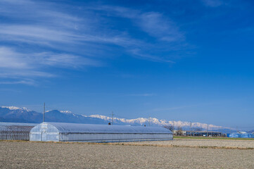 早春の松本市郊外からの北アルプス