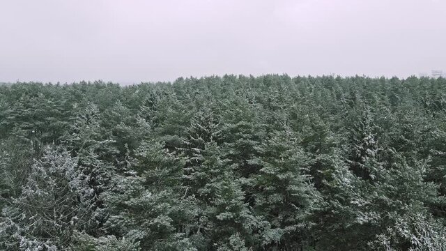 snowfall over of the forest, winter weather, panoramic high angle aerial flight over forest, 4K winter forest landscape