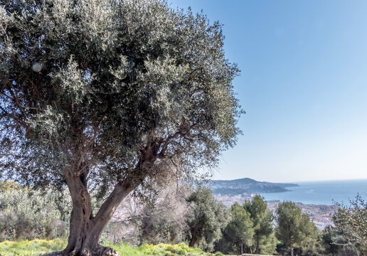 Vue sur la baie des anges &agrave; Nice sur la C&ocirc;te d'Azur depuis le pied d'un olivier sur une colline