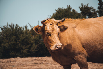 cows in the field