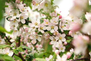 Apple tree is blooming in spring
