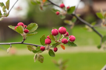 Apple tree is blooming in spring