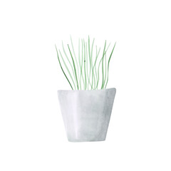 Watercolor potted plant isolated on a white background. Hand-drawn grass in a ceramic pot. Botanical illustration for your design. Greenery clipart. Home plant print. Pothos flower. Home garden.