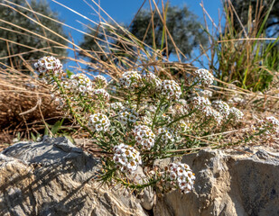 fleurs blanches dans les rochers