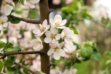 Fototapeta na wymiar Apple tree is in a full bloom in spring
