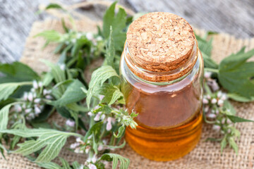 Leonurus cardiaca, motherwort, throw-wort, lion's ear, lion's tail medicinal plant in clear bottle with cork. Ingredient for cosmetology and non-traditional medicine. Blooming in summer