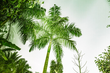 Fototapeta premium abstract background of vibrant palm trees in artificial light electric summer