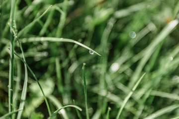 Beautiful drops of transparent rainwater on green grass. Raindrops texture in nature. Natural background. Fresh green nature after the rain. Outdoors in spring. Close up plants selective focus.