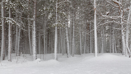 Winter snowy pine forest. Snow lies on the ground and on tree branches. All trunks are white with snow. No people
