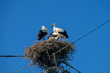 Three white stork chicks in nest. Chicks before departure. One of chicks tries its wings and this...