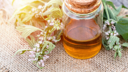 Leonurus cardiaca, motherwort, throw-wort, lion's ear, lion's tail Medicinal Herb Plant with Distilled Essential Oil Extract and Infusion in a Glass Jug. Also Equisetum Arvense.