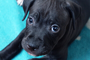 American Pit Bull Terrier puppy portrait