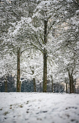 snow covered trees in park during snowfall