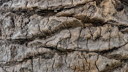 The bark of a palm tree. Palm tree in the city park. Wood texture