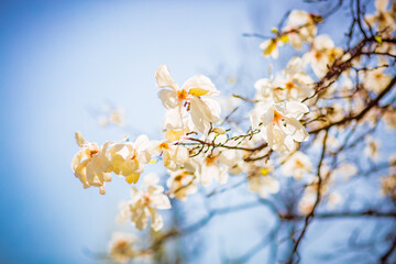 Splendid lush magnolia flowers in sunlight against blue sky.