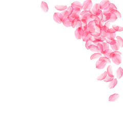 Sakura petals falling down. Romantic pink silky big flowers. Thick flying cherry petals. Top right c