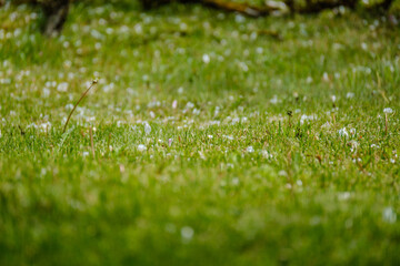 small white spring flowers on green wet background surface