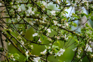 Fototapeta na wymiar small white spring flowers on green wet background surface