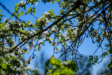 Fototapeta premium small white spring flowers on green wet background surface