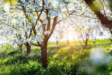 Obraz premium Picturesque ornamental garden with blooming lush trees in the sunny day.