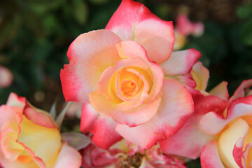 Roses in the city garden