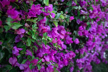 Obraz premium Close-up of a spectacular bush with purple leaves.