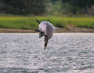 dolphin in the air