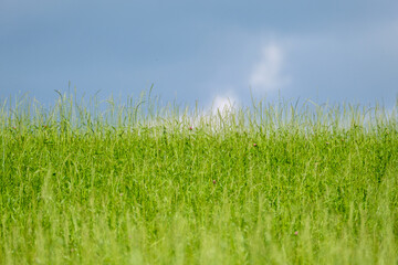 Fototapeta premium green meadow with storm clouds moving on