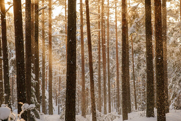 Obraz premium mystical winter forest with snow and sun rays