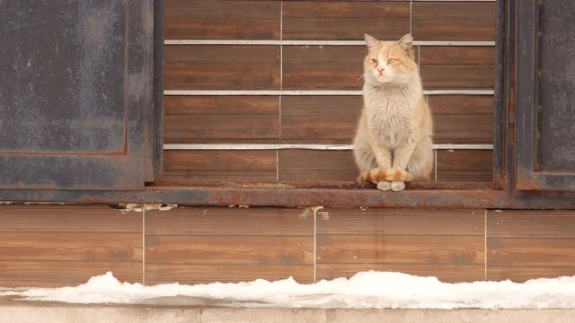 Homeless cat 's meow.
Hungry cat calls someone to feed it in winter -50 degrees Celsius.
Sad call that breaks the heart.
kitten needs to be adopted.
pet in street, pets.
wildlife, wild nature, park