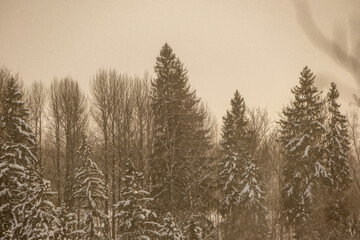 mist over winter forest trees