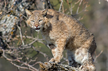 Bobcat on tree branch