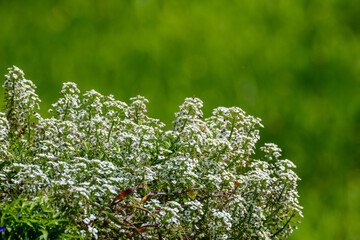 small white spring flowers on green wet background surface