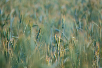 summer meadow grass and weed texture with rain dew