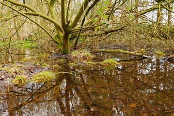 Fototapeta premium winter forest with reflection in the water of a moor