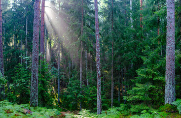 mystical summer forest with green grass and sun rays