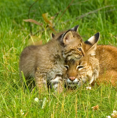 Obraz premium Bobcat with her kitten