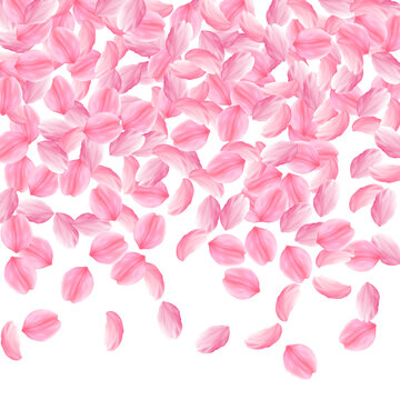 Sakura petals falling down. Romantic pink bright big flowers. Thick flying cherry petals. Top gradie