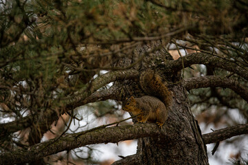 Squirrel on all fours in a pine tree on a cloudy day.