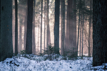mystical winter forest with snow and sun rays