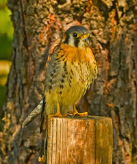  Young  American kestrel on fence post